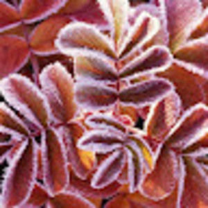 Meet your Posher, Sheila